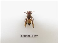 藏品(黃腰虎頭蜂)的圖片